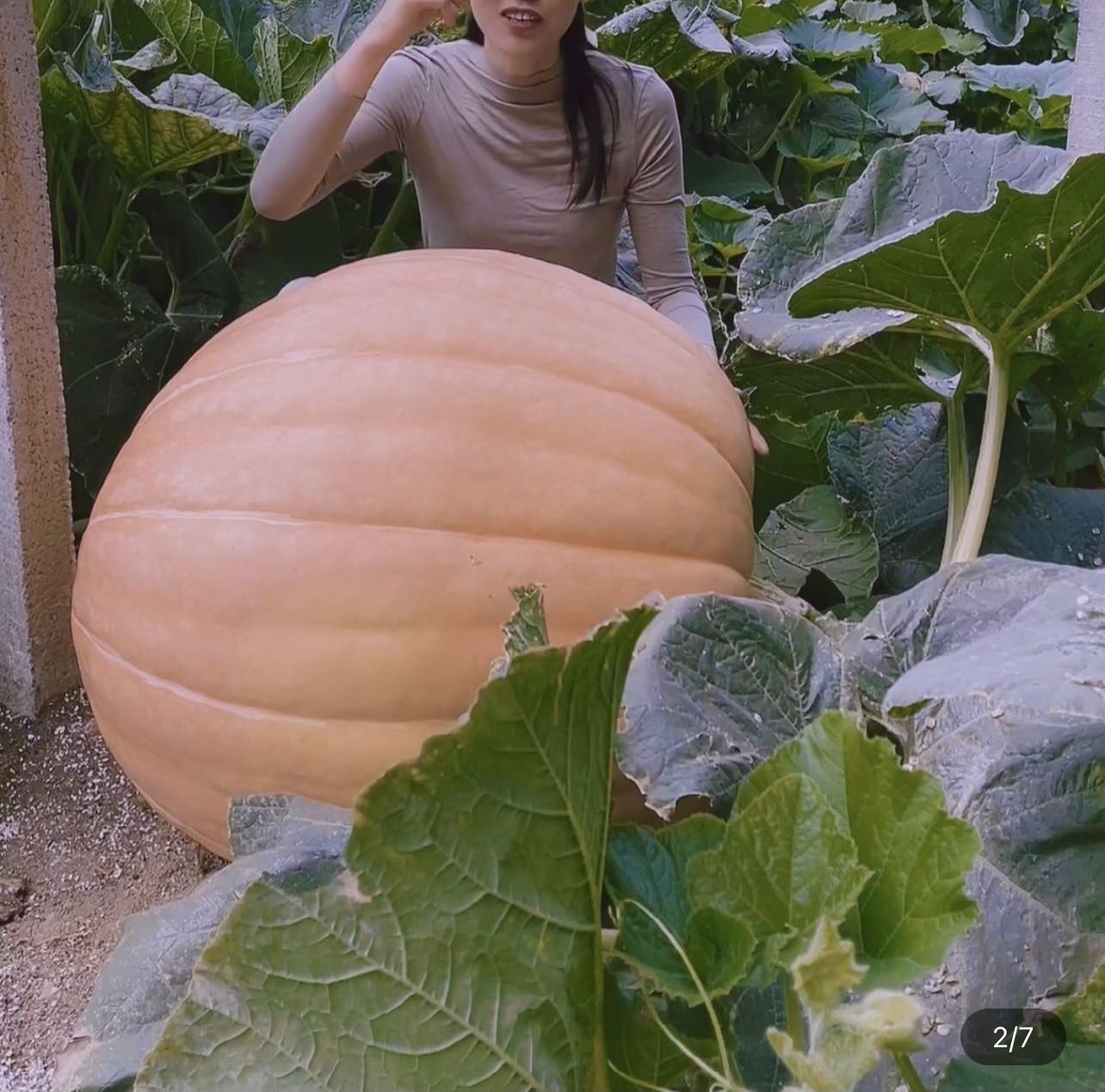 Giant Pumpkin - Up to 500 pounds👍