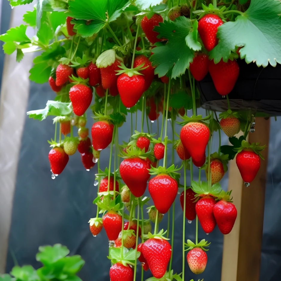 Strawberry Cream Seeds