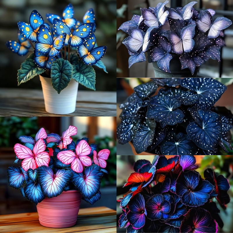 🦋Лунна пеперуда Бегония семе