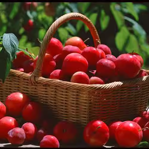 Ruby Calcium Berry Seeds🍒Prunus humilis