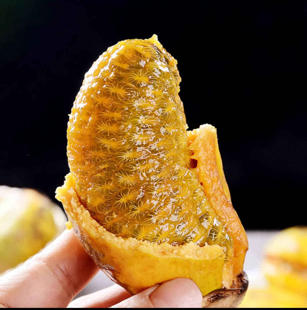 Stauntonia Leucantha Seeds