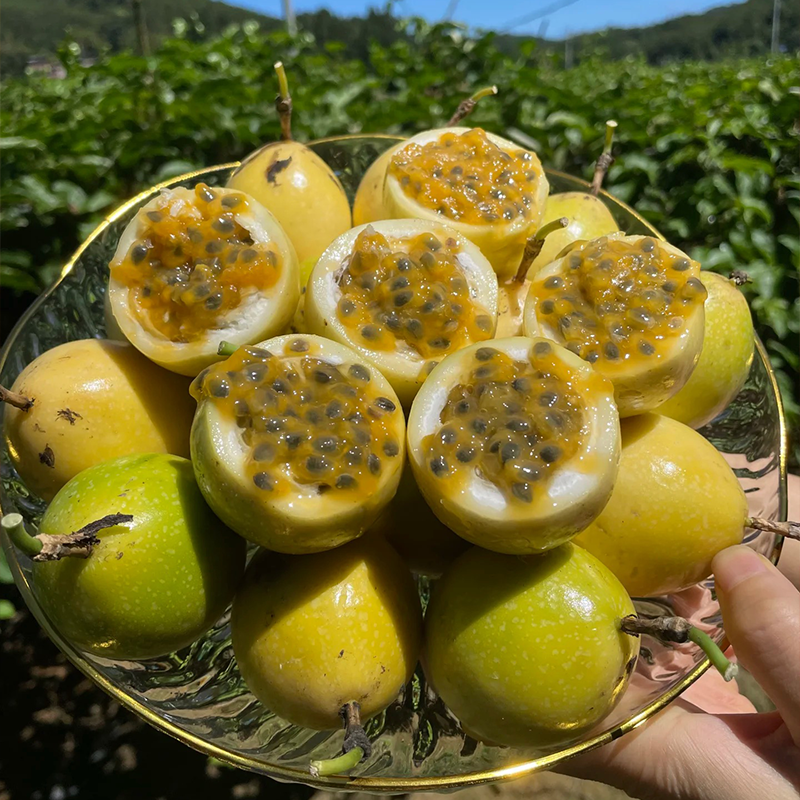 🔥 ХИТ ПРОДУКТ – 🌱 Семена за сладка маракуя, които можете да отглеждате навсякъде!