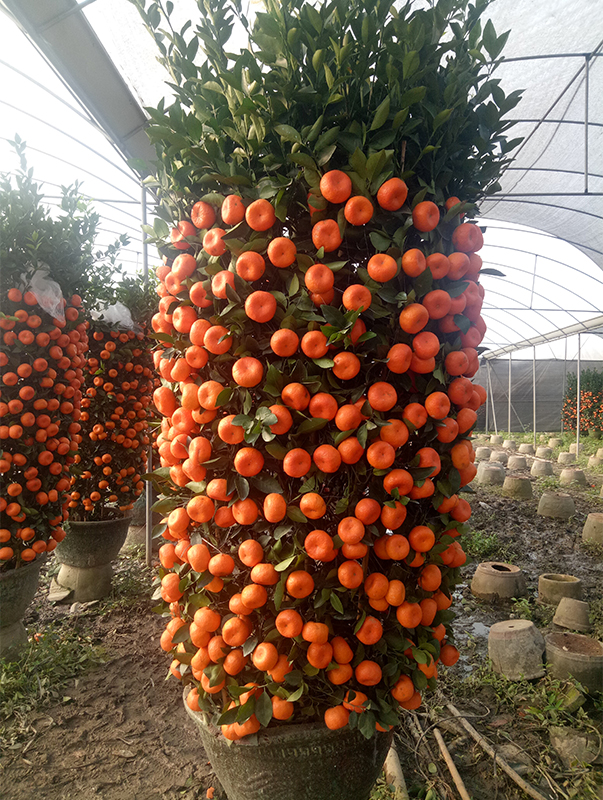 🍊Red Tangerine Seeds-Sweet, Juicy, Abundant Harvests