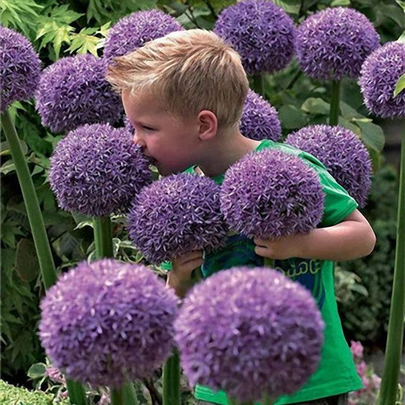 Градински открит гигантски Allium Giganteum красиви цветни семена бонсай семена за растения
