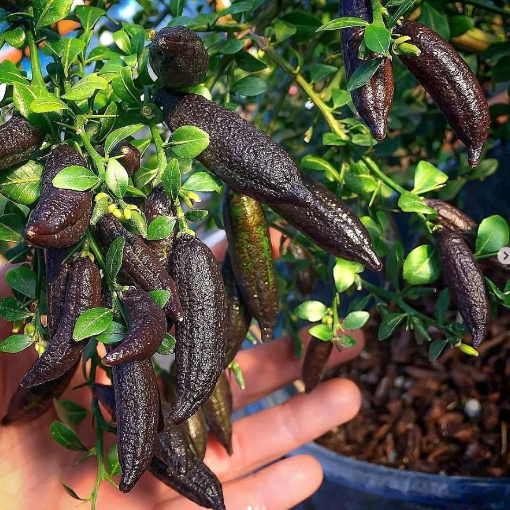 Finger Lime Seeds-Citrus Australasica