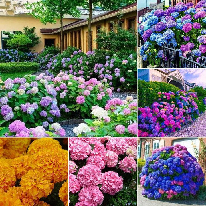 🌷Семена на многогодишна градинска хортензия