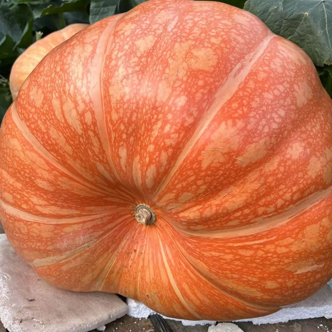 Giant Pumpkin - Up to 500 pounds👍