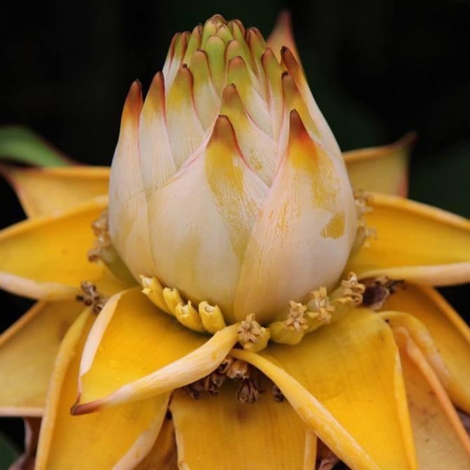 Golden Lotus Banana Seeds - Musella lasiocarpa