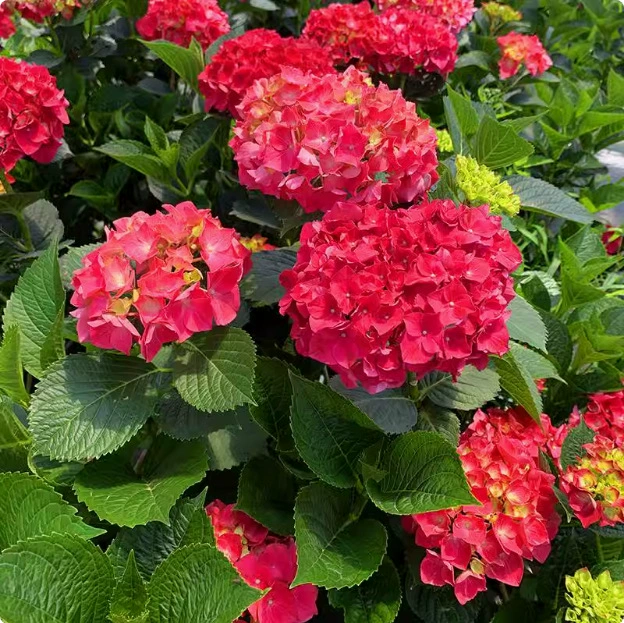 🌷Семена на многогодишна градинска хортензия