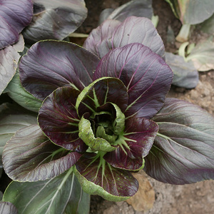 Purple Rape Brassica Seeds