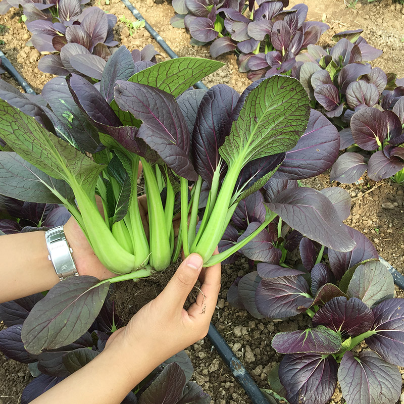 Purple Rape Brassica Seeds