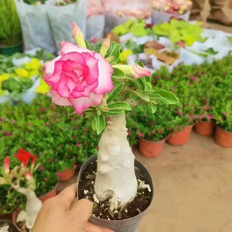 Семена от пустинна роза 🌹Много разновидности🌈 Устойчиви на топлина✨
