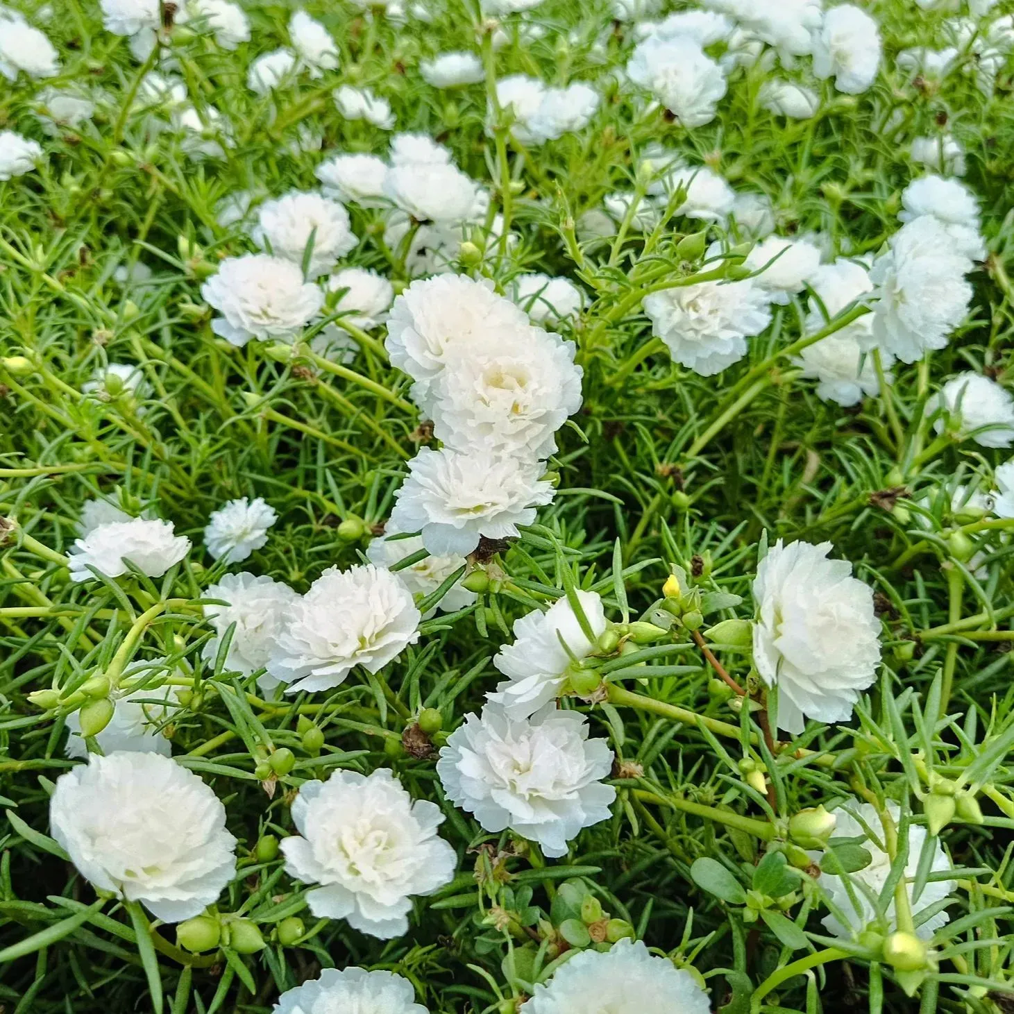 🌞🌸 Dvojitá portulaka – výnimočná krása, nenáročná starostlivosť 🌸🌞