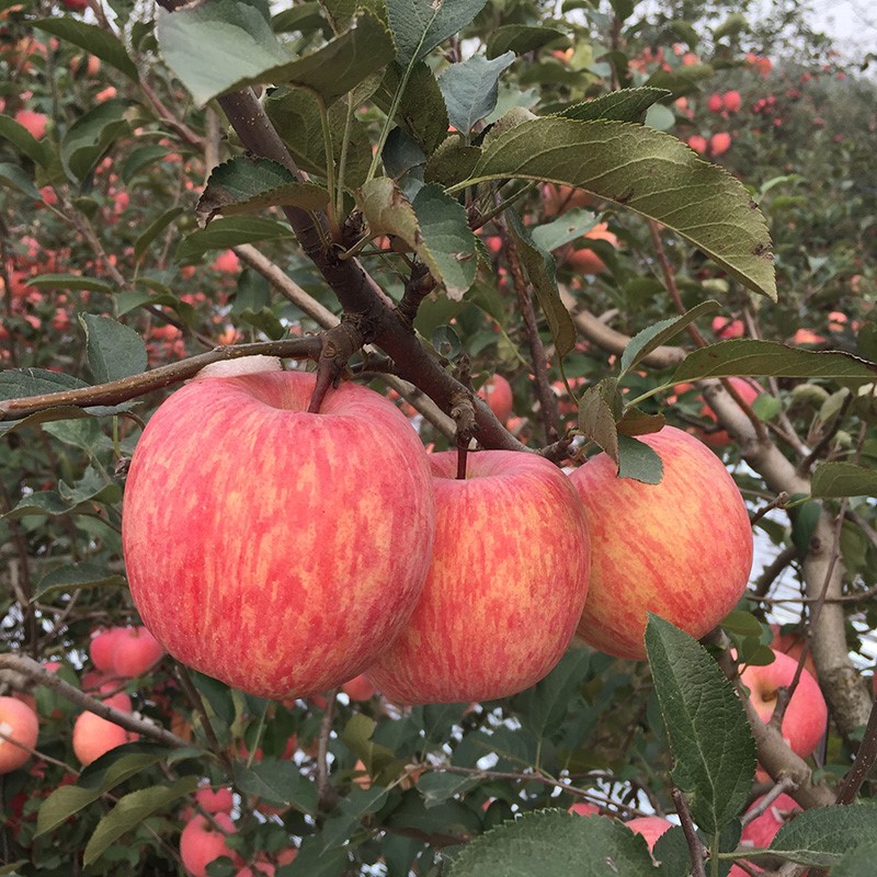 Bonsai Apple Seeds 🌱 Dwarf Apple Tree 🌳 Balcony Fruits 🍎