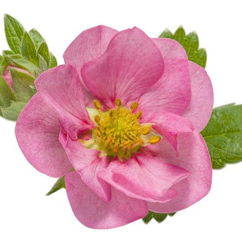 Berried Treasure Pink Strawberry