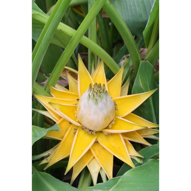 Golden Lotus Banana Seeds - Musella lasiocarpa