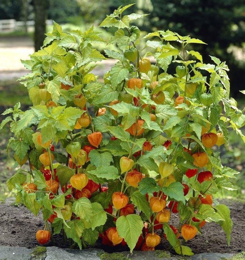 Physalis alkekengi，Strawberry groundcherry，Winter Ground Cherry - Chinese Lantern Seeds