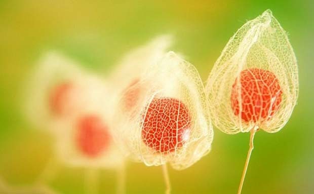 Physalis alkekengi，Strawberry groundcherry，Winter Ground Cherry - Chinese Lantern Seeds
