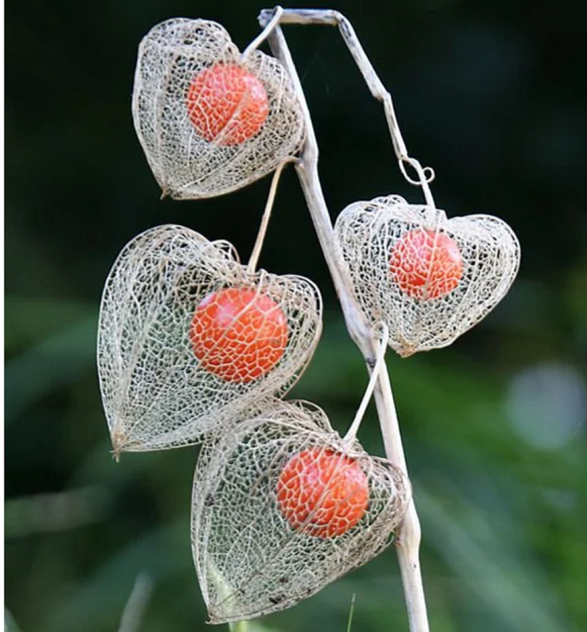 Physalis alkekengi，Strawberry groundcherry，Winter Ground Cherry - Chinese Lantern Seeds