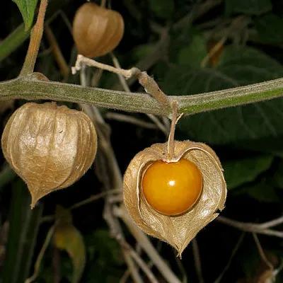 Physalis Peruviana Fruit-Lantern Fruit Seeds
