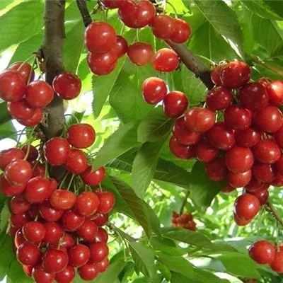 Ruby Calcium Berry Seeds🍒Prunus humilis