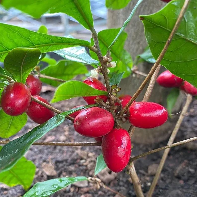 Ruby Calcium Berry Seeds🍒Prunus humilis
