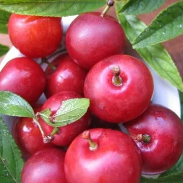 Ruby Calcium Berry Seeds🍒Prunus humilis