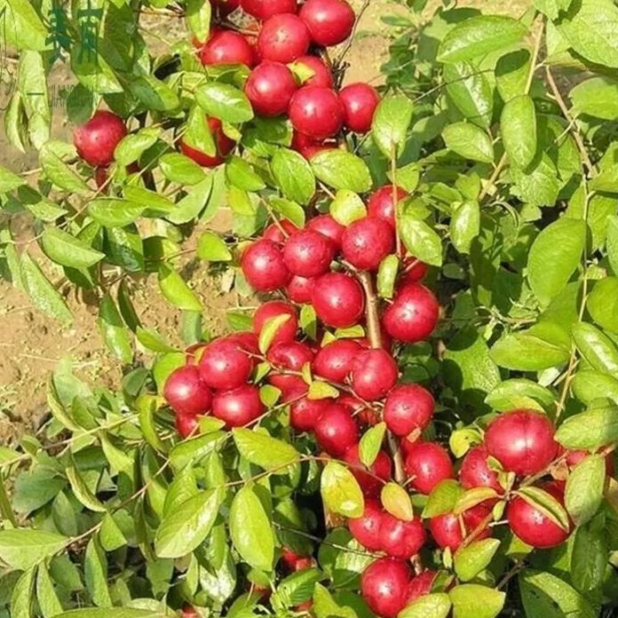 Ruby Calcium Berry Seeds🍒Prunus humilis