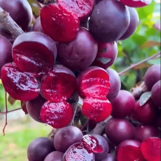 Ruby Calcium Berry Seeds🍒Prunus humilis