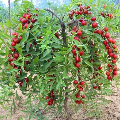 Ruby Calcium Berry Seeds🍒Prunus humilis