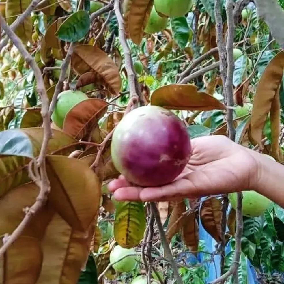 Milk Fruit Seeds-Star Apple-Chrysophyllum Cainito