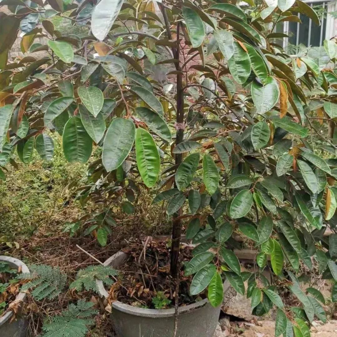 Milk Fruit Seeds-Star Apple-Chrysophyllum Cainito