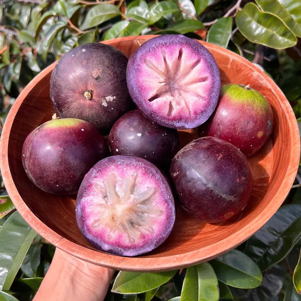 Milk Fruit Seeds-Star Apple-Chrysophyllum Cainito