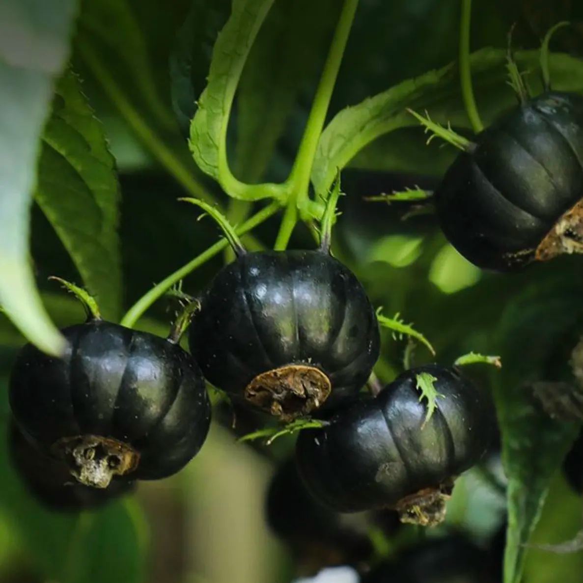 🎉Small Version Of Pumpkin🎃-Red Ginseng Seeds🍅