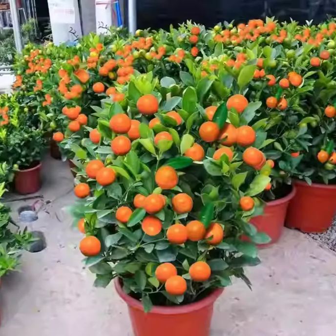 🍊Potted Sugar Tangerine Seeds