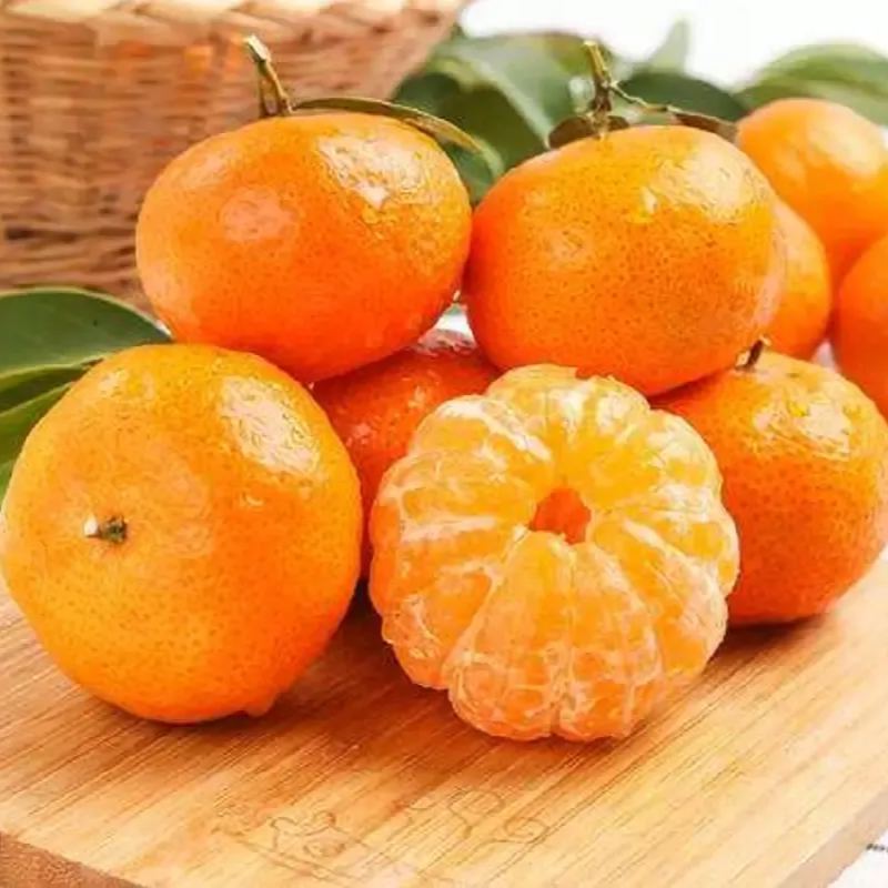 🍊Potted Sugar Tangerine Seeds