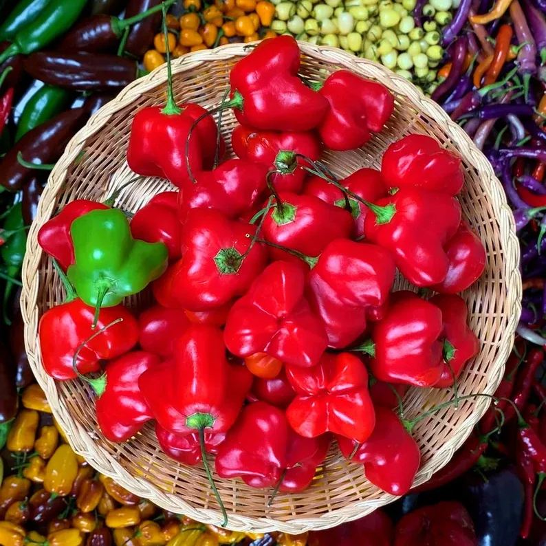 🎄Christmas Bell Peppers Seeds🌶️