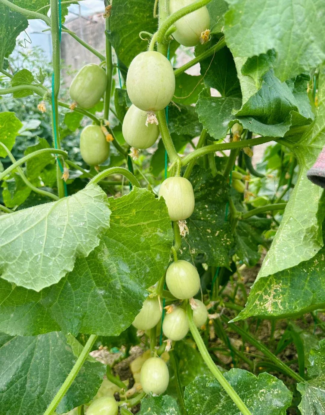Mini cucumber Seeds