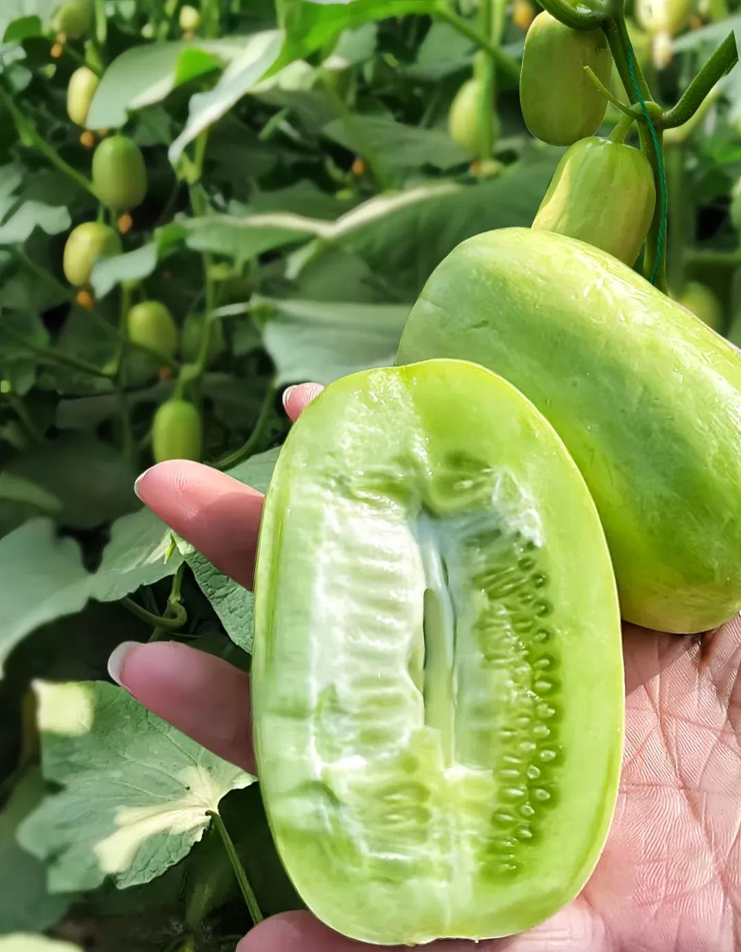Mini cucumber Seeds
