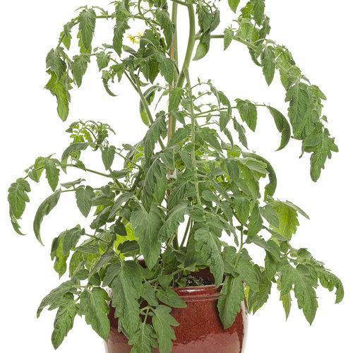 Garden Treasure Tomatoes