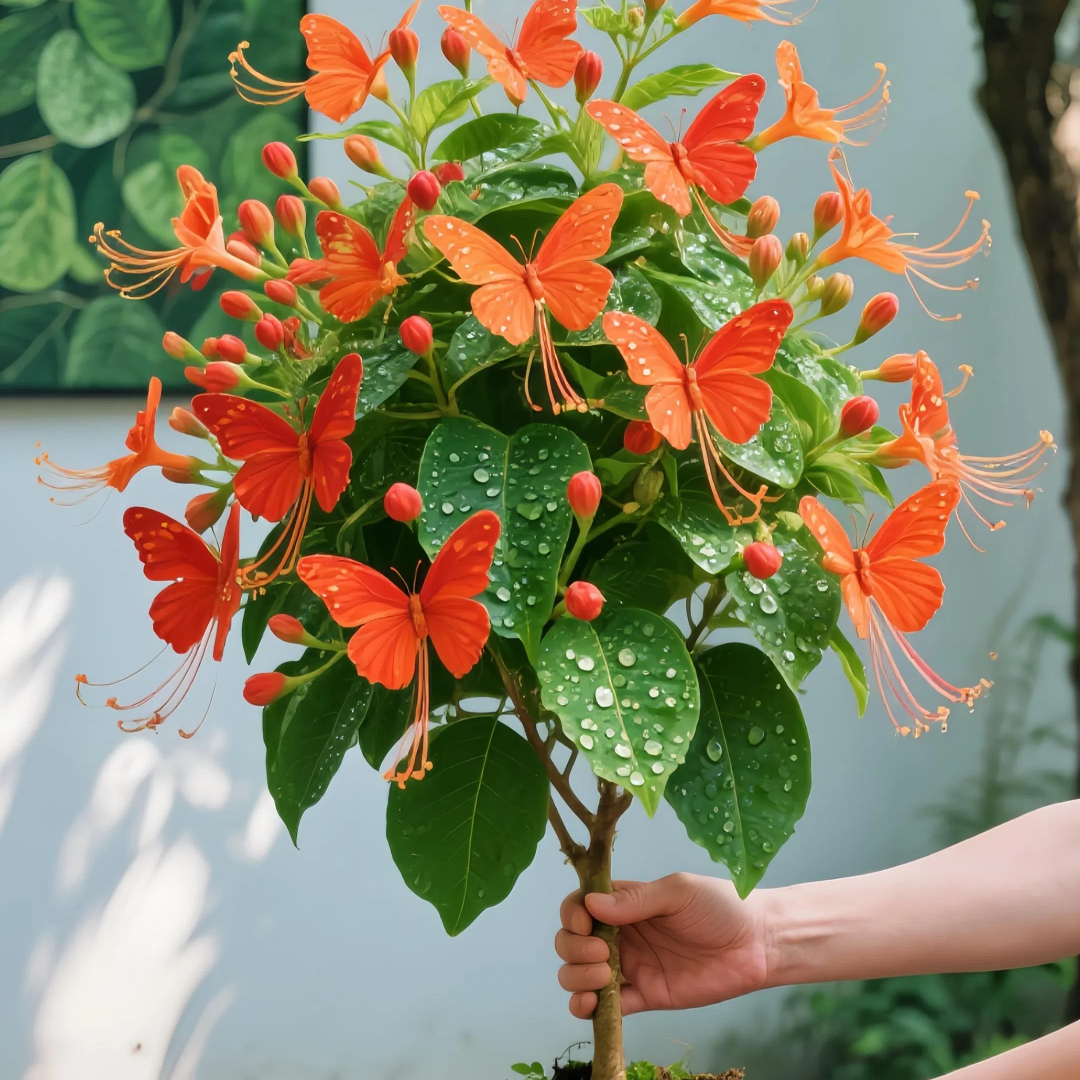 🦋✨ Golden Butterfly Vine Seeds – Create a Waterfall of Blooms! 🌿💛