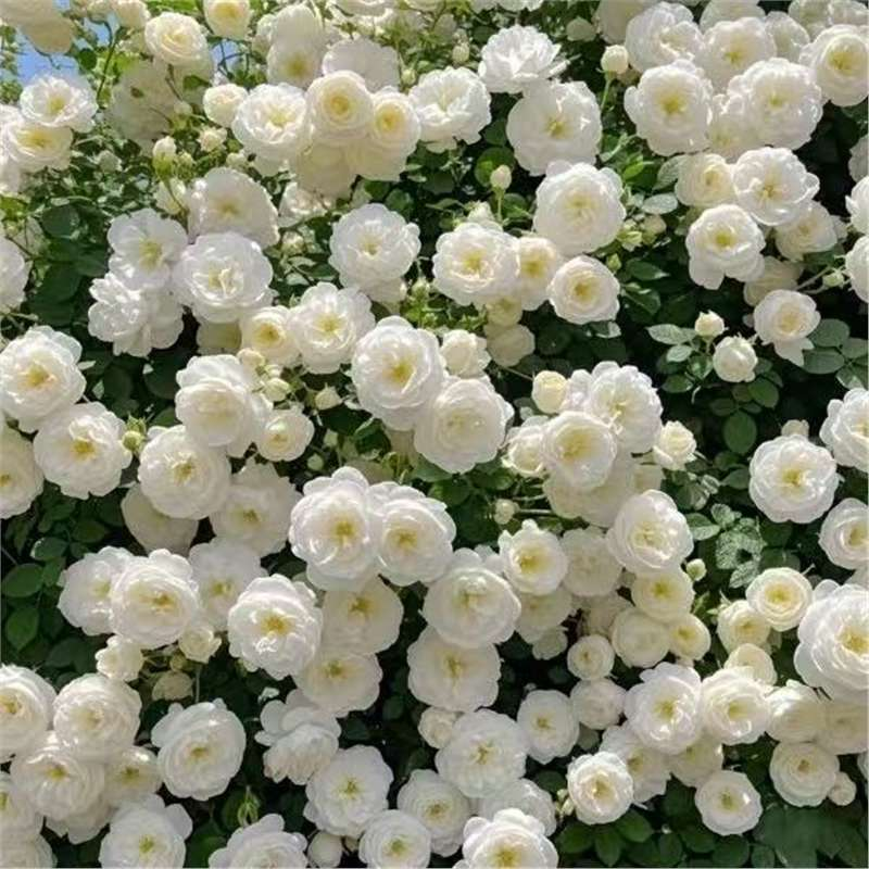 Climbing Rose Vine Seeds - Amazing Growth and Beautiful Roses