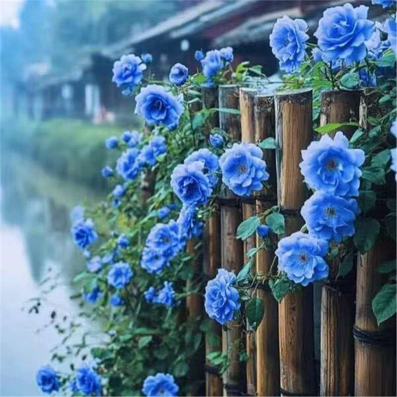 Climbing Rose Vine Seeds - Amazing Growth and Beautiful Roses