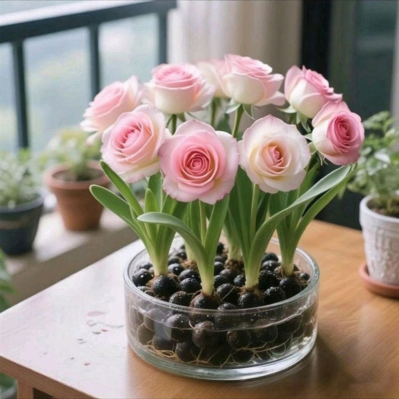 ✨ НОВО за 2026 г. 🌱 Редки семена за хидропонно отглеждане на двойноцветни рози🌹