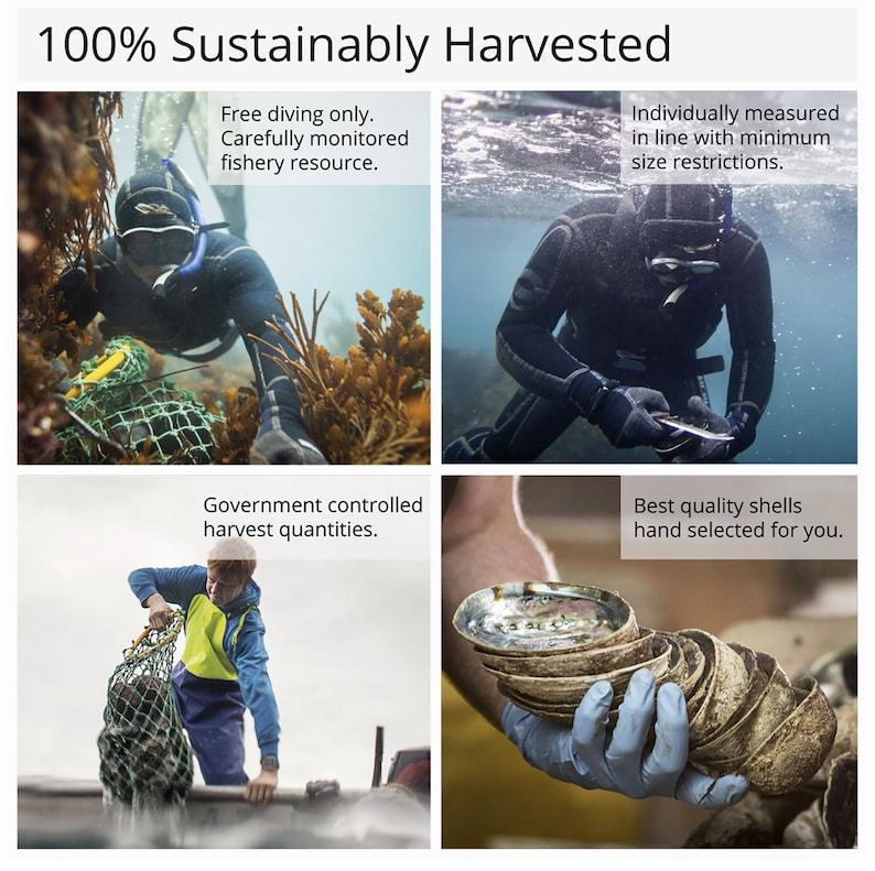 Abalone Shell Bolo Tie — Genuine New Zealand Paua Shell-MesaThread