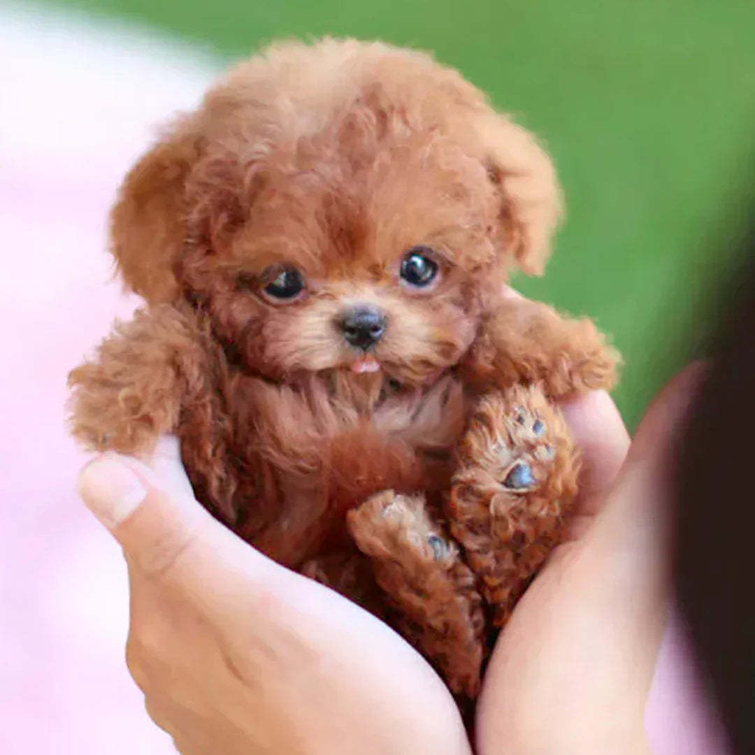 🐶🌭Nico - My Realistic Robot Puppy