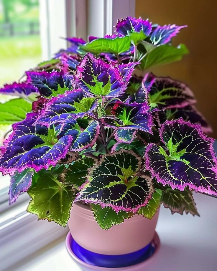🌿Frost-Resistant Rare Color Coleus – Brighten Your Space with Unique Foliage 🌿