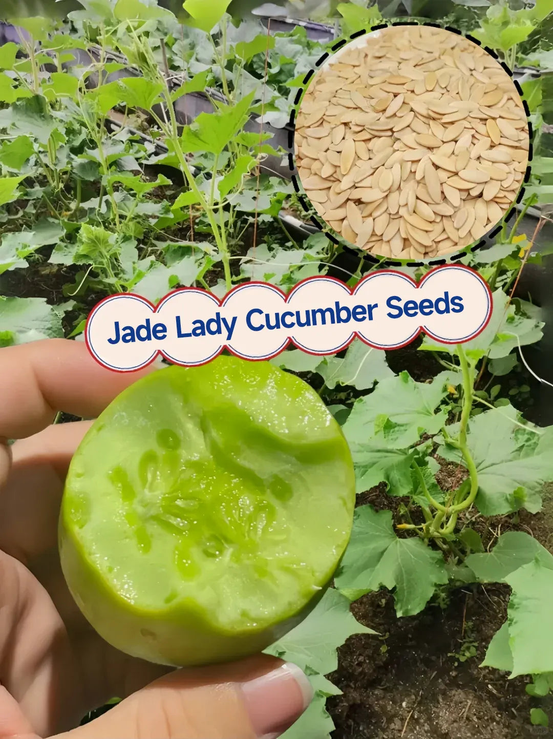 🌟 Semená uhorky Jade Lady🥒 Osviežujúce, chrumkavé a jemné🍃 prvá voľba pre pochúťku!