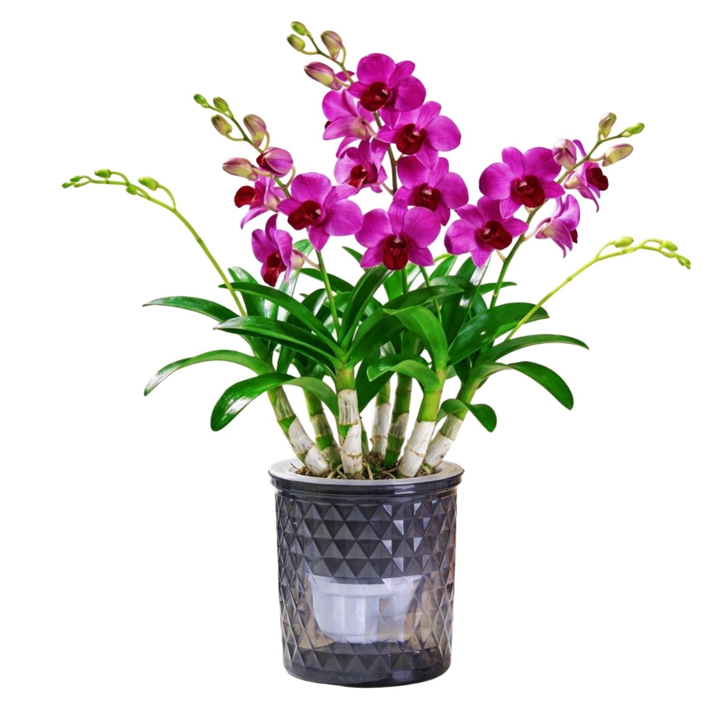 Színes illatos Dendrobium magok