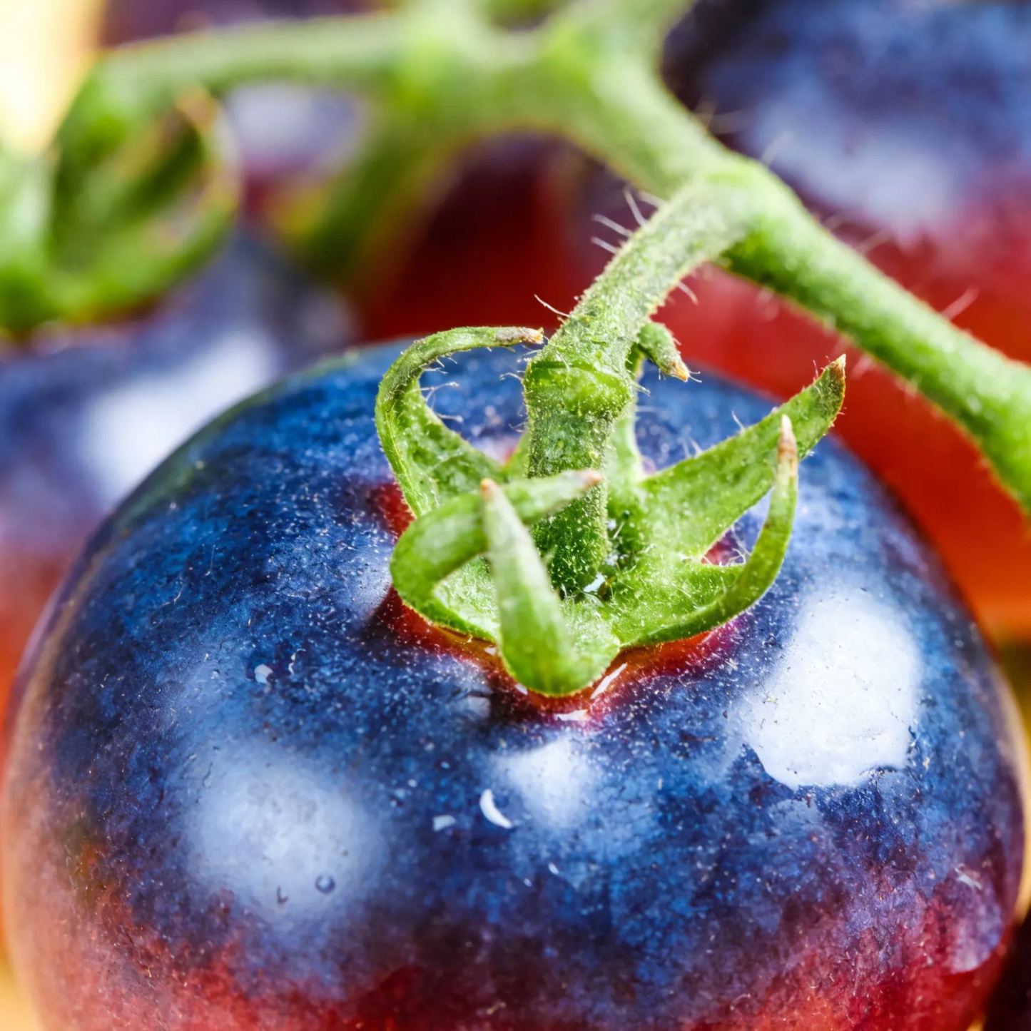 【Új a Mezőgazdasági Tudományok Intézetéből】Áfonyaparadicsom magok